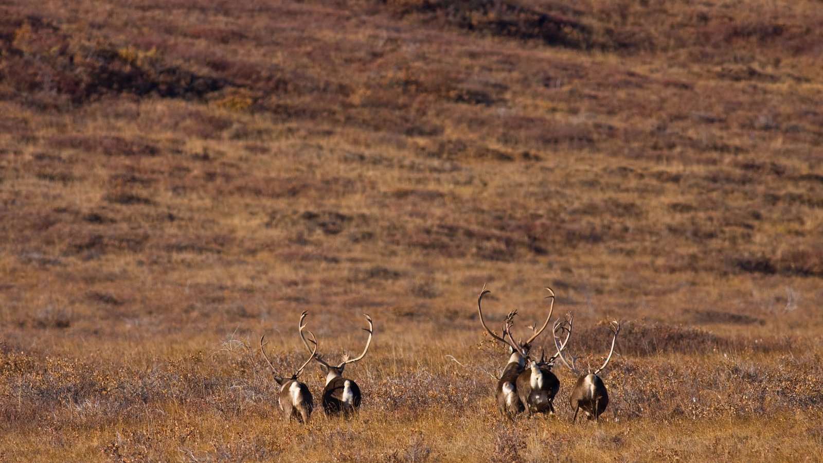 A caribou standing on a lichen-covered alpine tundra plateau dotted with dwarf conifers