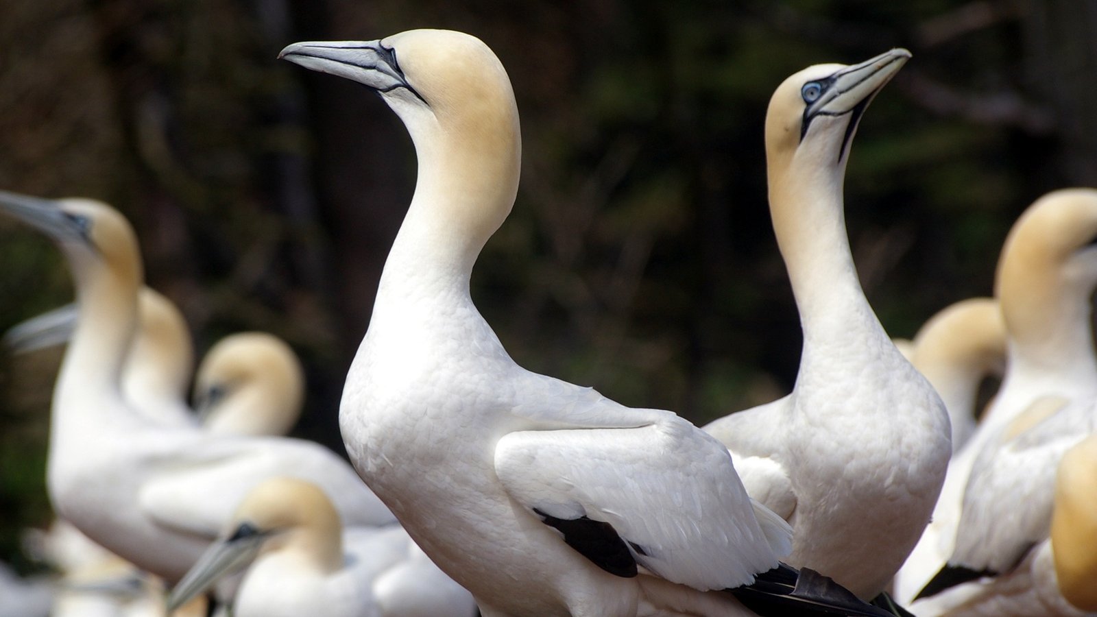 Dense white northern gannet colony covering a grassy clifftop on Bonaventure Island