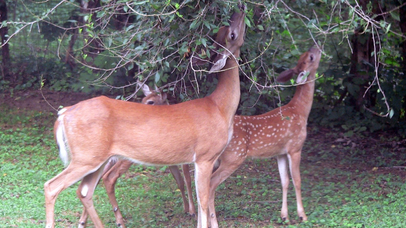 A white-tailed deer doe and fawn grazing in an open clearing, representative of Anticosti's deer population